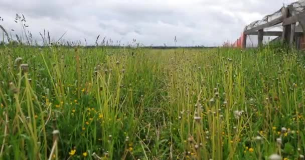 Зеленая трава летом днем — стоковое видео