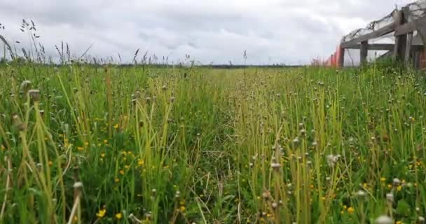 Grünes Gras im Sommer tagsüber — Stockvideo