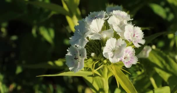 Kleine Knospen weißer Blüten auf einem Zweig — Stockvideo