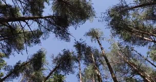 Bomen tegen de blauwe hemel uitzicht vanaf de onderkant — Stockvideo