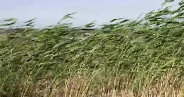 Grama verde no verão durante o dia — Vídeo de Stock