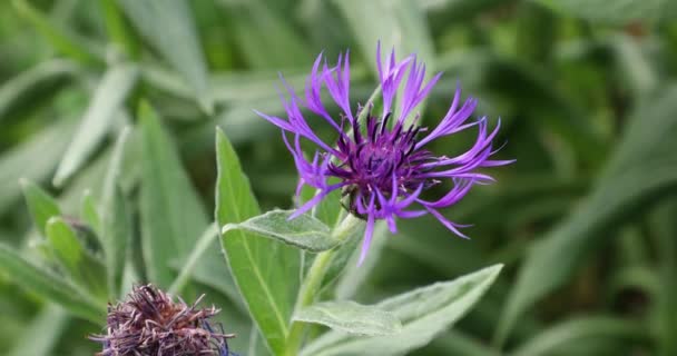Capullo de la flor púrpura en la tarde en el patio — Vídeo de stock