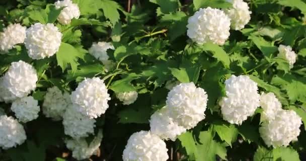 Knoppen van witte bloemen in de werf — Stockvideo