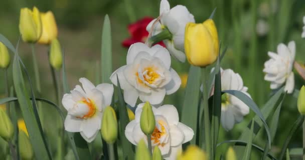 Narcisos blancos en el verano en el patio — Vídeo de stock