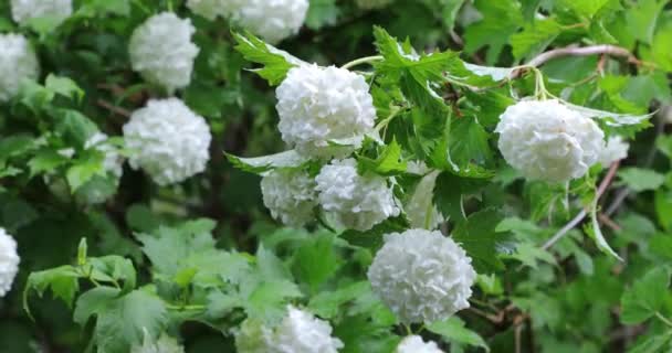 Boccioli di fiori bianchi nel cortile — Video Stock