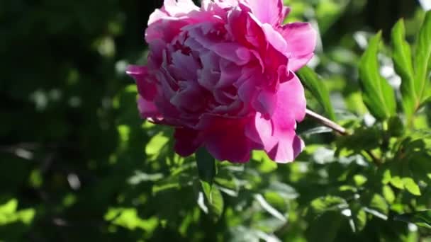 Knopp av rosa blomma på gården på sommaren — Stockvideo