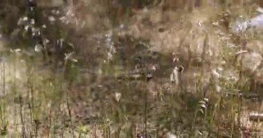 ince bitki örtüsü güçlü bir rüzgarda karıştırın