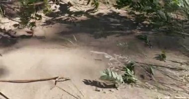 kumdaki bitkilerin dalları güçlü bir rüzgar tarafından taşınır