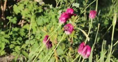 yaz aylarında parlak renklerle gelişen bitki örtüsü