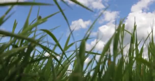 Green grass against the sky and white clouds — Stock Video
