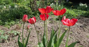 yaz aylarında gündüz birkaç kırmızı haşhaş