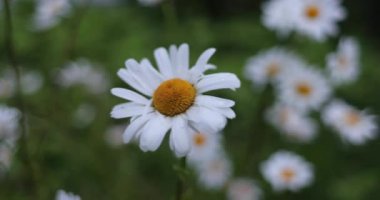 yaz aylarında bahçesinde papatya