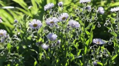 yaz aylarında parlak renklerle gelişen bitki örtüsü