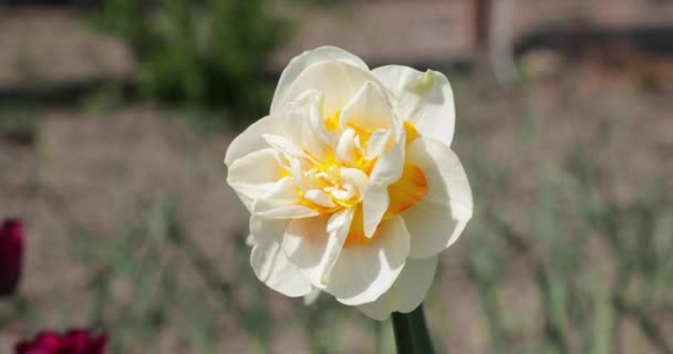 Solitario brote de narciso blanco en el patio — Vídeo de stock