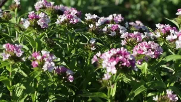 Blühende Vegetation mit leuchtenden Farben im Sommer — Stockvideo