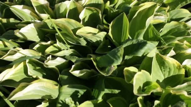 V létě vzkvétající vegetace s jasnou barvou — Stock video