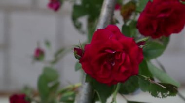 bahçede kırmızı çiçeklerin gür tomurcukları