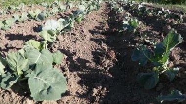 yaz aylarında gün boyunca sebze bahçesi ve oluk