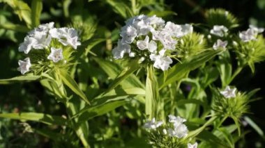 bir dal üzerinde beyaz çiçek küçük tomurcukları