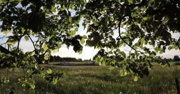 Летом свет солнца прорывается сквозь ветви деревьев — стоковое видео