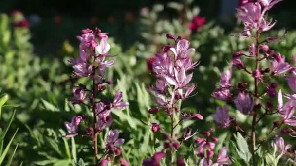 Розквітла рослинність з яскравими кольорами влітку — стокове відео
