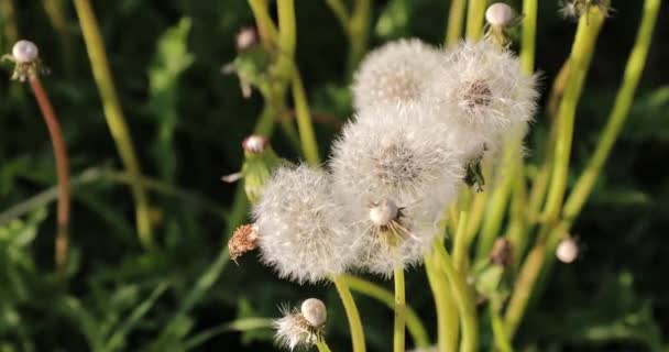 Witte pluizige paardebloemen op de binnenplaats gedurende de dag — Stockvideo