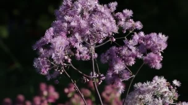 Weinig Violet bloemen in de tuin in de zomer — Stockvideo