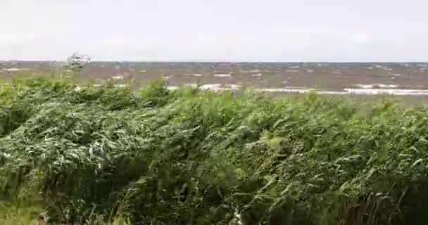 Virilidade verde do vento contra o mar — Vídeo de Stock