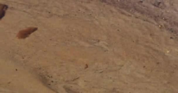모래 배경에 물의 잔물결 — 비디오