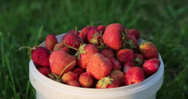 白风中的天然和新鲜的草莓 — 图库视频影像