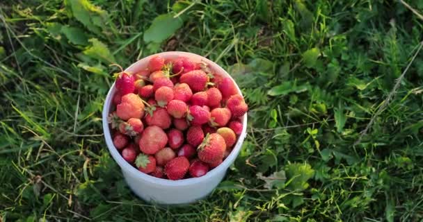 Natürliche und frische Erdbeeren im weißen Wind — Stockvideo