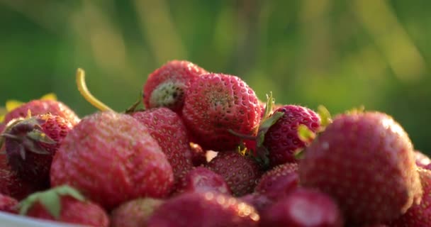 Fresas naturales y frescas primer plano video 4k — Vídeos de Stock