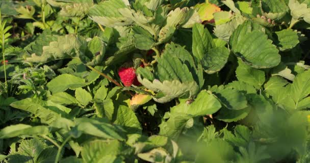 Erdbeere versteckt in Blättern im Sommer im Hof — Stockvideo