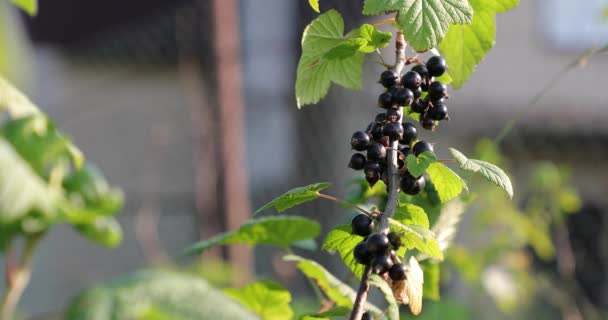 Zwarte bessen op een tak in de zomer — Stockvideo