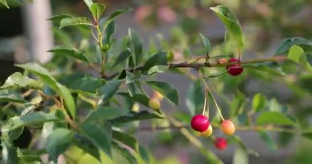 Cherry på en filial på sommaren — Stockvideo