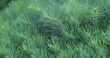 yaz aylarında bahçesinde yeşil ladin dalları