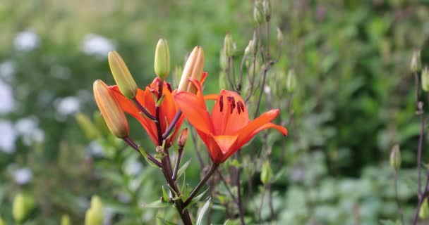 Flores de color naranja en el patio en el verano — Vídeo de stock