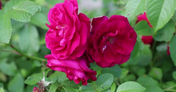 Rosa blomknoppar på gården på sommaren — Stockvideo