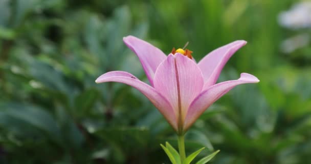 Exuberante brote de flores rosa en el patio en el verano — Vídeo de stock