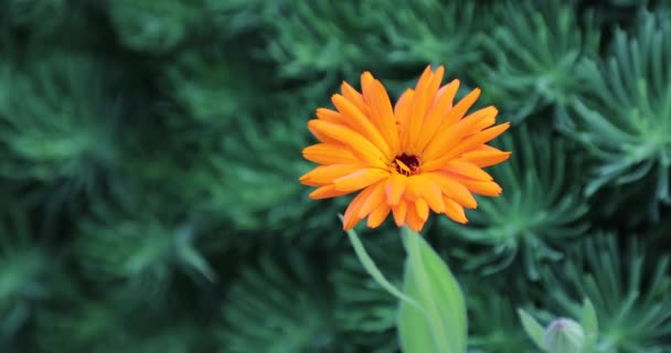 Pobuda oranžové květiny na dvoře v létě — Stock video