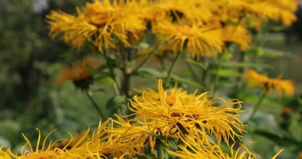 Flores amarillas en el patio en el verano — Vídeo de stock