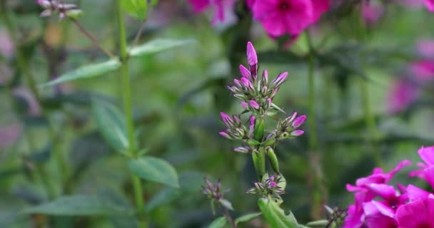 Flores sin soplar en el patio en el verano — Vídeos de Stock