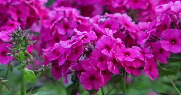 Flores rosas en el patio en el verano — Vídeo de stock