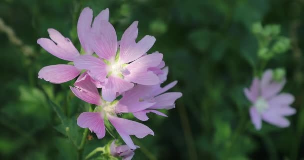 Purple flowers in the courtyard in the summer — Stock Video