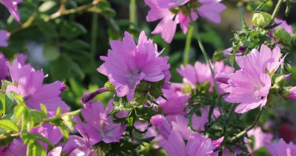 Pink flowers in the yard in the summer — Stock Video