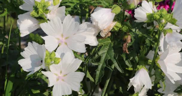 Белые цветы во дворе летом — стоковое видео