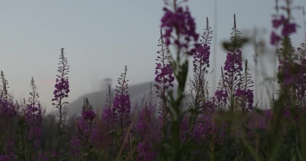 Roze bloemen op de binnenplaats in de zomer — Stockvideo