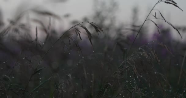 Натуральная растительность после дождя вечером — стоковое видео