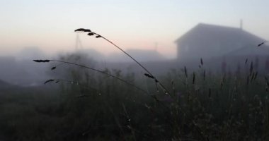 yağmur video 4k sonra çim ve diğer bitki örtüsü