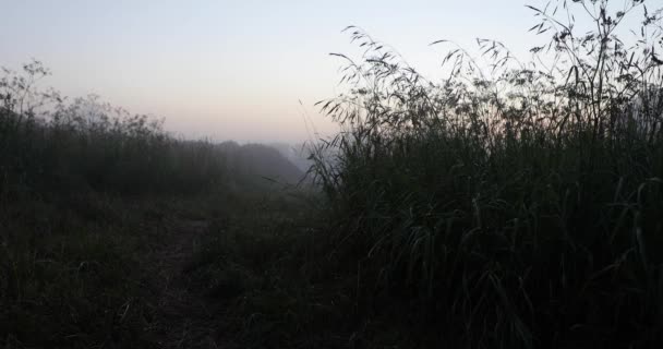 Gras und andere Vegetation nach Regen Video 4k — Stockvideo